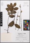 Foto von Salix caprea L. x Salix nigricans Sm.